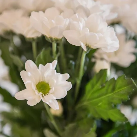 Romanca Apartman Zára