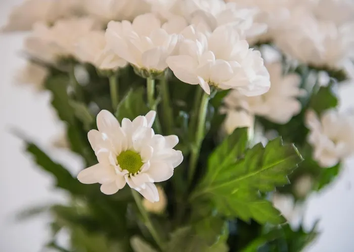 Romanca Appartement Zadar